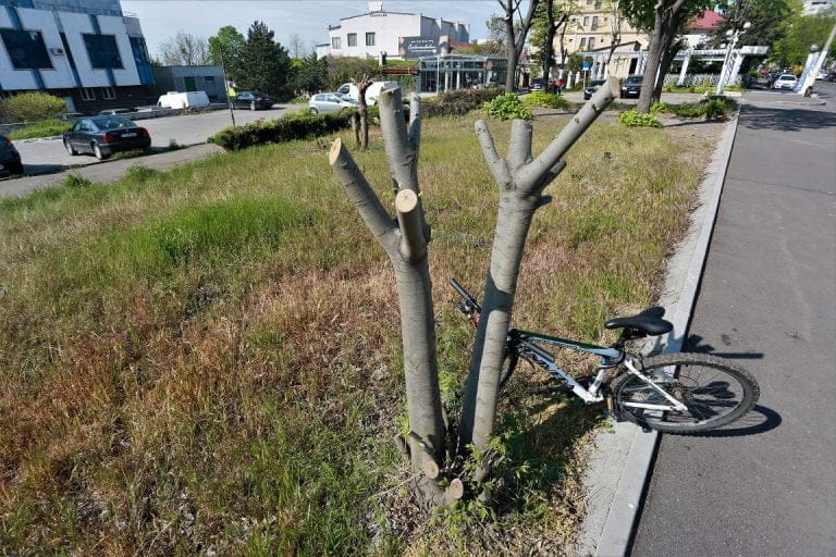 Constanța dispune de doar 15 mp de spațiu verde per locuitor. Doar 20% dintre constănțeni au acces la un parc în mai puțin de 5 minute de mers pe jos