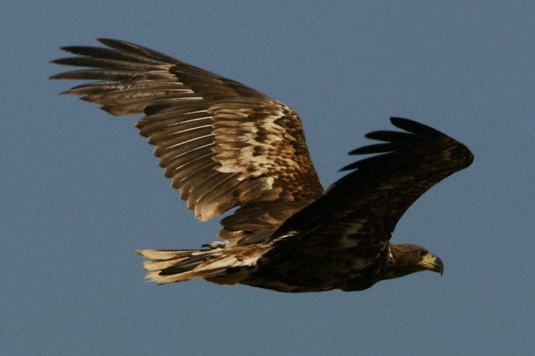 Codalbul, stăpânul aerului în Delta Dunării