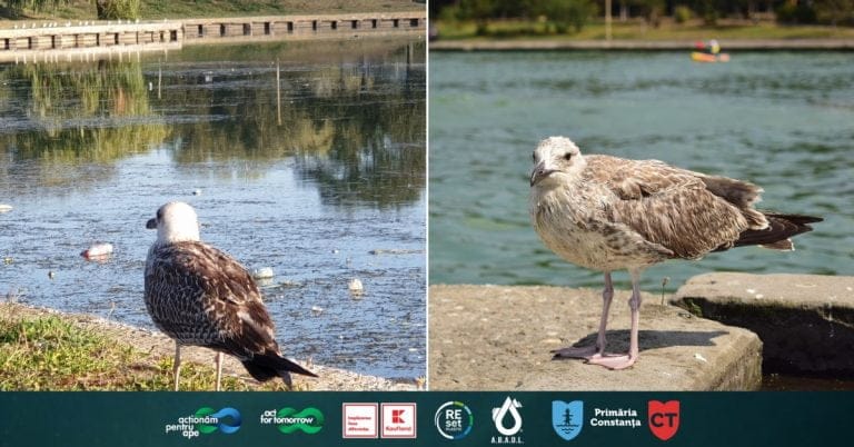 Act for Tomorrow: Deșeurile găsite în Tăbăcăriei ne-au arătat adevărata față a dezastrului ecologic