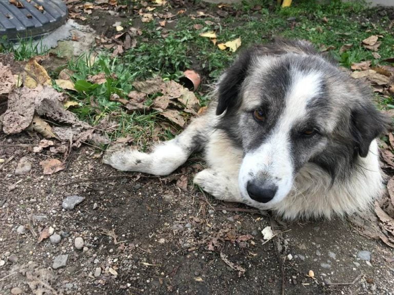 Polițiștii pot salva animalele aflate în pericol. Condițiile în care se emite ordinul de plasare în adăpost