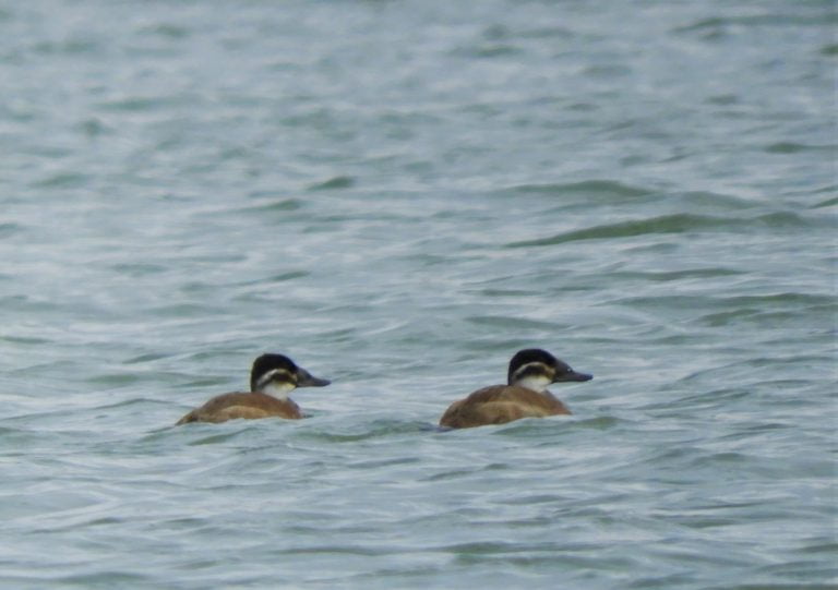 O specie rară de rață, observată în Delta Dunării
