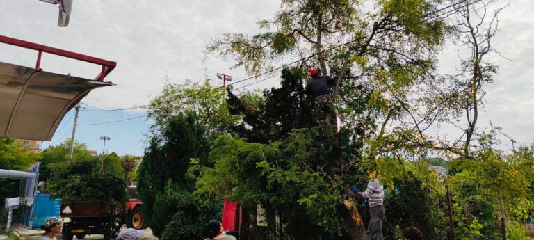 Lucrări de toaletare a copacilor, în orașul Cernavodă. Zonele vizate