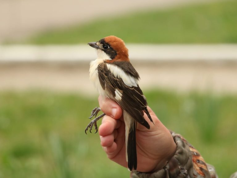 Stațiunea de Inelare Agigea, un nou record. Câte păsări a inelat într-o singură zi