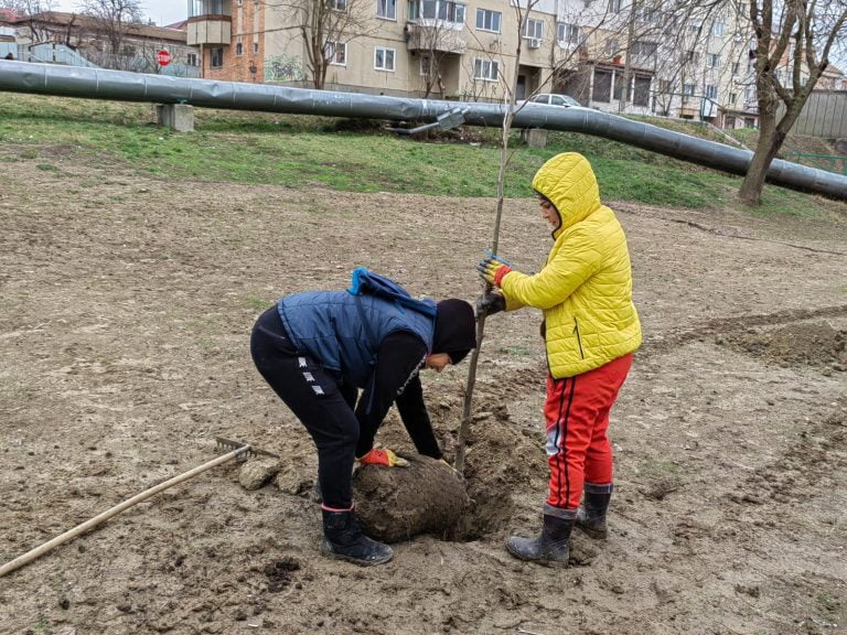 Peste 250 de platani și 600 de brăduleți ornamentali, plantați în Cernavodă