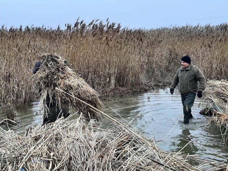 Zone de cuibărit pentru pelicanii creți, amenajate pe Insula Ceaplace: „Suntem pregătiți pentru o nouă generație de juvenili”