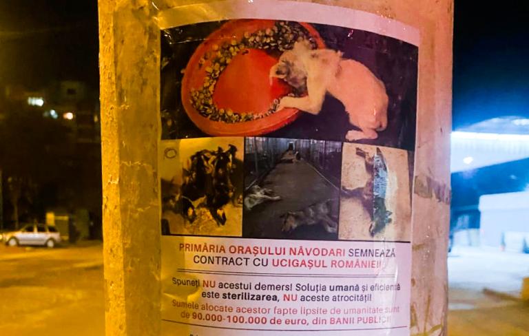 VIDEO: Primăria Năvodari vrea să se asocieze cu o organizație de ecarisaj acuzată că a ucis ilegal mii de animale
