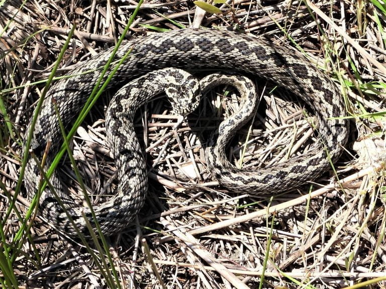 Vipera de stepă foto INCDDD