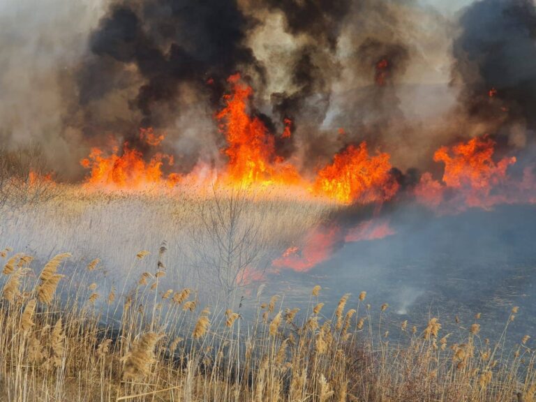 Mii de hectare din Delta Dunării, afectate de foc. ISU Tulcea: În 2025, mai multe incendii ca anul trecut