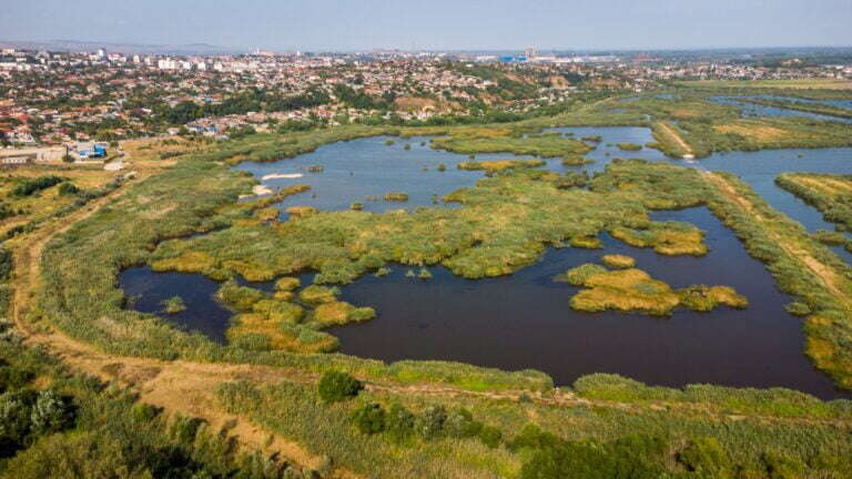 Primăria Tulcea și ARBDD au plantat arbori ornamentali în zona Zaghen, deși legislația o interzice