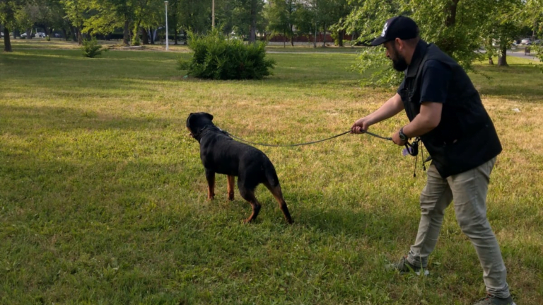 Petiție pentru amenajarea unui loc de dresaj canin în Constanța. „E nevoie urgentă”