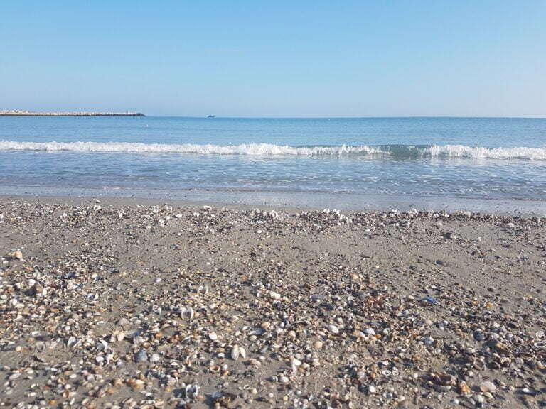 INCDM anunță că în Marea Neagră s-ar putea adapta noi specii de pești și moluște: dorada, lavracul, păstrăvul curcubeu, midiile și stridiile