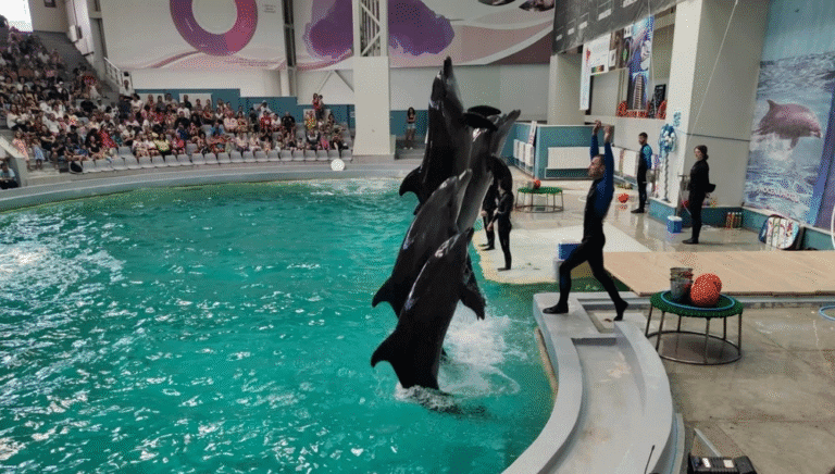 Delfinariul din Constanța plătește 1,9 milioane de lei pentru spectacolele delfinilor refugiați din Harkov (Ucraina)