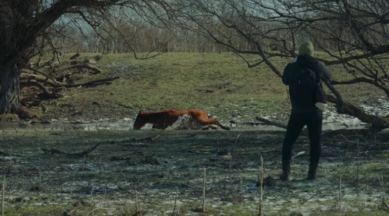 „Caii Deltei mor pe capete” – Constatarea de la fața locului a unui medic veterinar