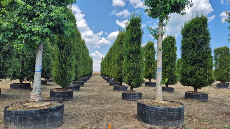 În culisele viitorului parc IULIUS: cum sunt pregătiți în pepiniera de la Lazu arborii pentru Constanța
