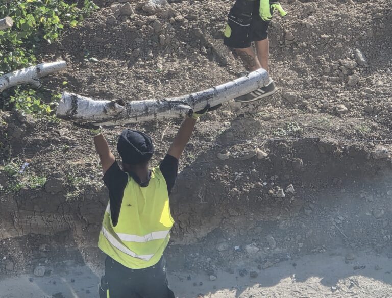 Proiectul de reabilitare a zonei Faleză Nord, realizat și cu drujba. Primăria Constanța se ferește să spună câți copaci va tăia, dar ne anunță că va planta „sute” în schimb